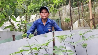 Tri thức dân gian về sâm Ngọc Linh được công nhận Di sản văn hóa phi vật thể quốc gia