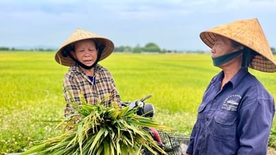 Nhiều diện tích lúa xuân mất mùa