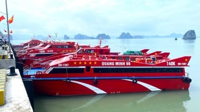 Investing in a fleet of ships serving island tourism