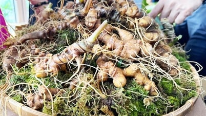 Nghề sâm Ngọc Linh là di sản văn hóa phi vật thể quốc gia