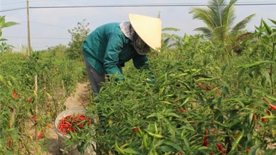 Thuận Bắc nhân rộng diện tích cây trồng cạn