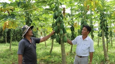 パパイヤの木を植えるために5億ドンを支出