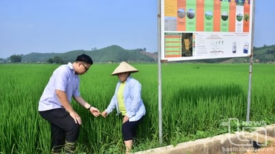 Conversion des cultures pour s'adapter au changement climatique