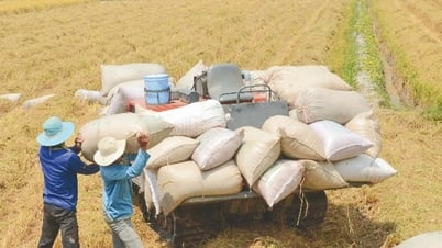 Giá lúa gạo hôm nay 15/5/2025: Giá gạo tăng nhẹ