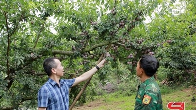 Xây dựng chuỗi giá trị trong sản xuất, tiêu thụ sản phẩm