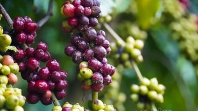 Цена на кофе Робуста снизилась на 2,32% до 5010 долларов США за тонну