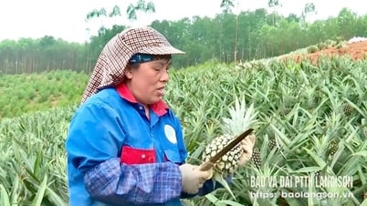 후룽 달콤한 파인애플 시즌 - 랑손 신문 및 라디오 및 텔레비전 방송국