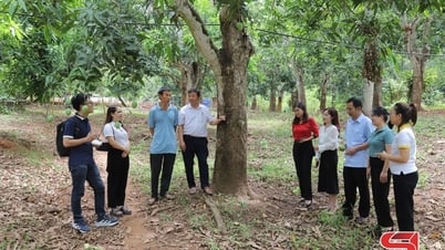 Phiên Megalive sản phẩm mận hậu và xoài tại Yên Châu sẽ diễn ra vào ngày 23 và 24/5