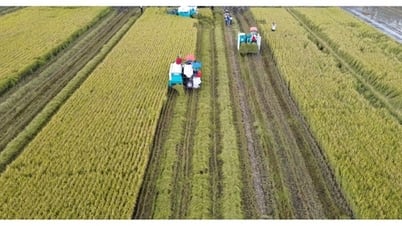 科学技術が100万ヘクタールの「緑」米プロジェクトへの道を開く