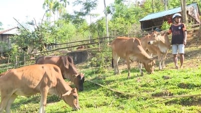 Le rêve d'échapper à la pauvreté des habitants des hauts plateaux de Quang Ngai