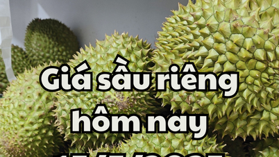 Durian price today May 15, 2025: Vietnam faces new export regulations