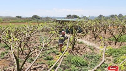 Get rich from growing custard apple