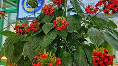 'Folk knowledge about Ngoc Linh ginseng' is a national intangible cultural heritage - Lang Son Newspaper and Radio and Television Station