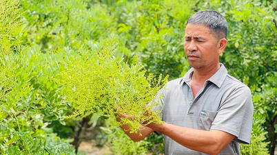 Ia Blu-Bauern züchten Sophora japonica-Blumen nach VietGAP-Standards