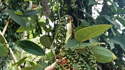 Precio del pimiento hoy 15 de mayo de 2025: Siguen manteniendo precios altos