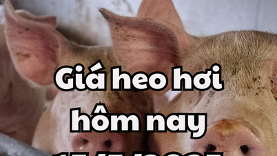 Giá heo hơi hôm nay 15/5/2025: Chững lại trên thị trường cả nước
