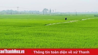กลับมาเขียวขจีอีกครั้งในป่า