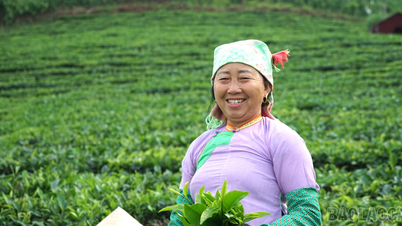 Photo: Hard work on Lung Vai tea fields