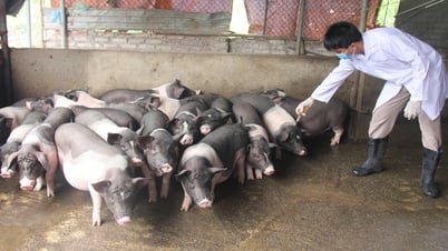 Bắc Giang: Hoàn thành hơn 90% kế hoạch tiêm vắc-xin phòng, chống dịch động vật