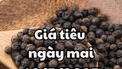 Tin tức, dự báo giá tiêu ngày mai 16/5/2025: Giá tiêu tăng lên mức cao