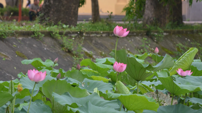 [Photo] En mai, des fleurs de lotus fleurissent dans la ville natale du président Ho Chi Minh