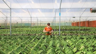 Der Anbau von Phalaenopsis-Orchideen in heißen Ländern bringt hohe Erträge