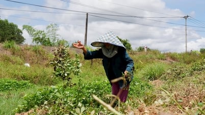 Going to the fields in the hot season, farmers need to protect their health