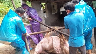 아프리카돼지열병에 감염된 돼지 667마리 살처분 - 카오방 전자신문