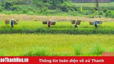 Vùng cao xứ Thanh vào mùa thu hoạch lúa