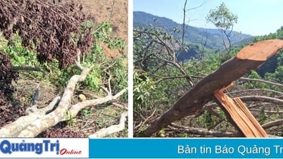 Illegal cutting down of 2,000 m2 of natural protective forest for farming