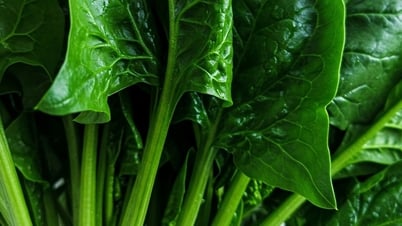 心臓病と血栓に対するほうれん草の意外な効果