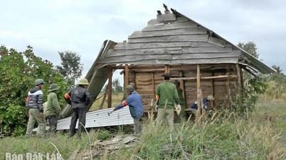 Thu hồi đất lâm nghiệp bị lấn chiếm: Thực hiện đồng bộ các giải pháp