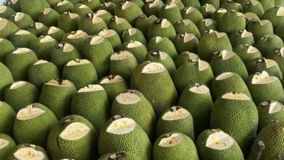 Thai jackfruit price drops sharply to 4,000 VND per kg