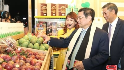 Cây ăn quả trên đất dốc - Biến không thành có, biến khó thành dễ