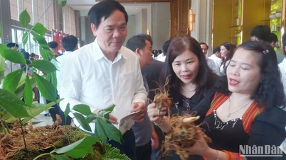 Tri thức dân gian về sâm Ngọc Linh Quảng Nam được đưa vào Danh mục di sản văn hóa phi vật thể quốc gia