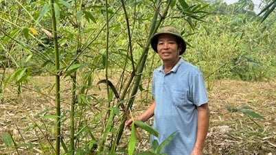 옌바이 언덕과 숲에 더 적합한 식물을 선택해야 합니다.