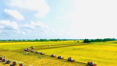 Giá lúa gạo hôm nay 16/5: Lúa giảm nhẹ, gạo giữ giá