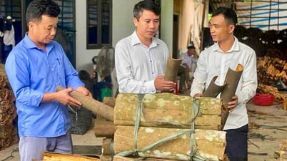 トラン・イエンは12,000ヘクタール以上の有機シナモン栽培地を維持している