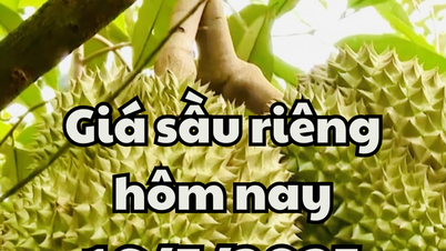 Giá sầu riêng hôm nay 16/5/2025: Áp lực từ thị trường Trung Quốc và Campuchia tăng mạnh