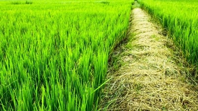 Giá lúa gạo hôm nay 16/5: Lúa tươi tăng nhẹ