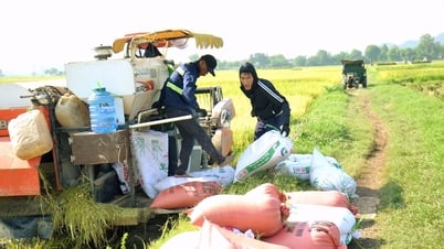 Nông dân Nghệ An hối hả thu hoạch lúa vụ Xuân