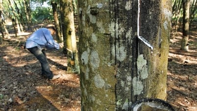 Giá cao su hôm nay 16/5: Thị trường biến động trái chiều