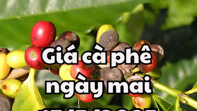 News, pepper price forecast tomorrow May 17, 2025: Domestic pepper price increases to 127,000/kg
