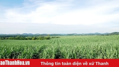 Vùng mía Lam Sơn tăng tốc “gặt tín chỉ carbon” 