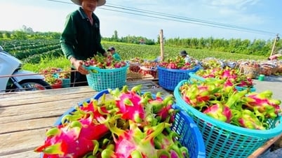 Industry and Trade News May 16: Removing bottlenecks in agricultural product exports
