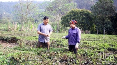 Phát triển cây chè Võ Nhai: Từ nếp cũ sang tư duy mới