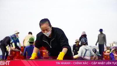ชาวประมงในเมืองกีอันห์จับปลาโคเบียได้หลายตันอย่างต่อเนื่อง