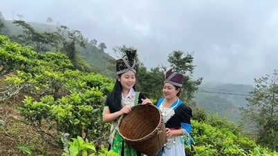 Chè Shan tuyết cổ thụ Kỳ Sơn - Tiềm năng cần được đánh thức