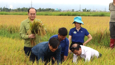 Mô hình canh tác lúa thông minh giảm phát thải khí nhà kính tại Điện Biên đem lại "lợi ích kép"