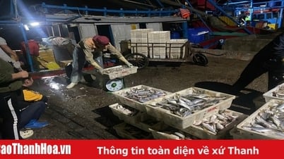Cảng cá Hòa Lộc đảm bảo cho tàu thuyền bốc dỡ hàng hoá và tránh trú bão an toàn 